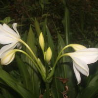 <i>Crinum moorei</i>  Hook.f.